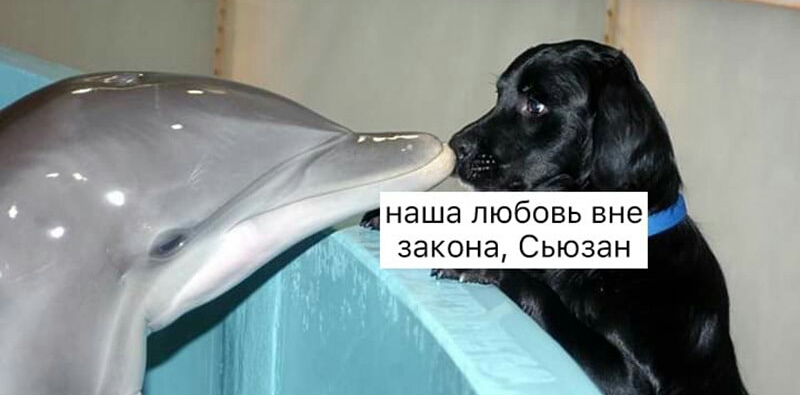 днаша любовь вне закона Сьюзан