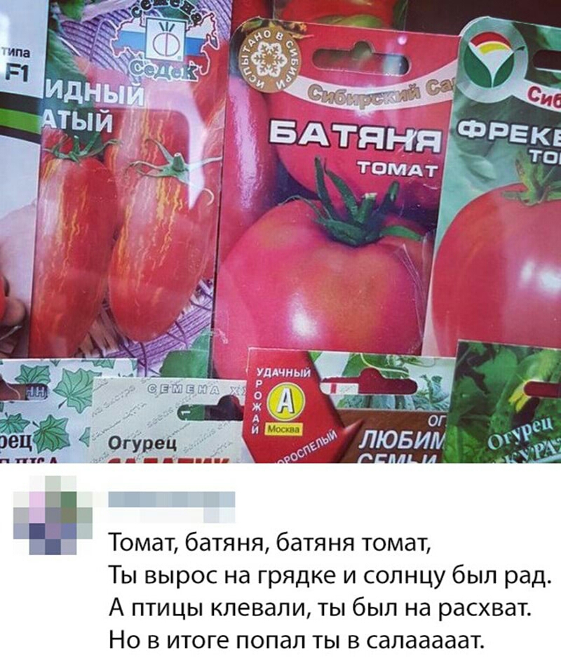 Н Томат батяня батяня томат Ты вырос на грядке и солнцу был рад А птицы клевали ты был на расхват Но в итоге попал ты в салааааат