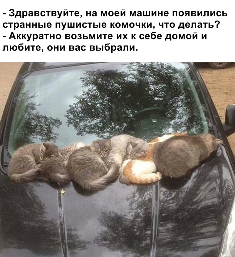 Здравствуйте на моей машине появились странные пушистые комочки что делать Аккуратно возьмите их к себе домой и любите они вас выбрали