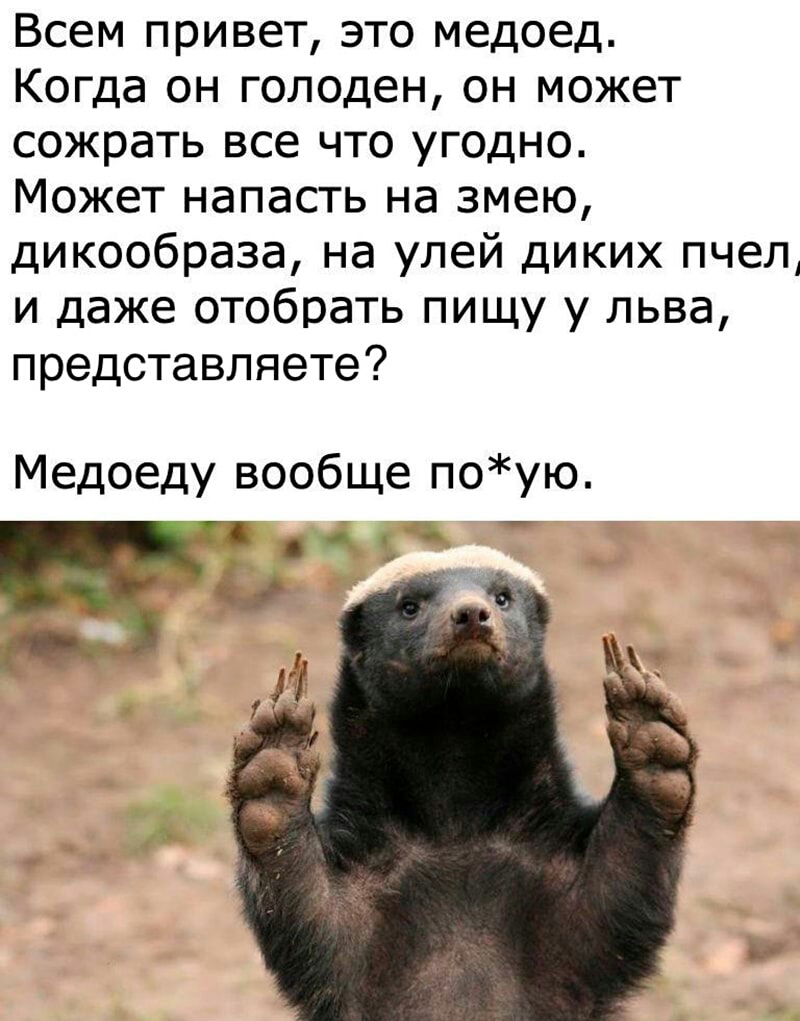 Всем привет это медоед Когда он голоден он может сожрать все что угодно Может напасть на змею дикообраза на улей диких пчел и даже отобрать пищу у льва представляете Медоеду вообще поую