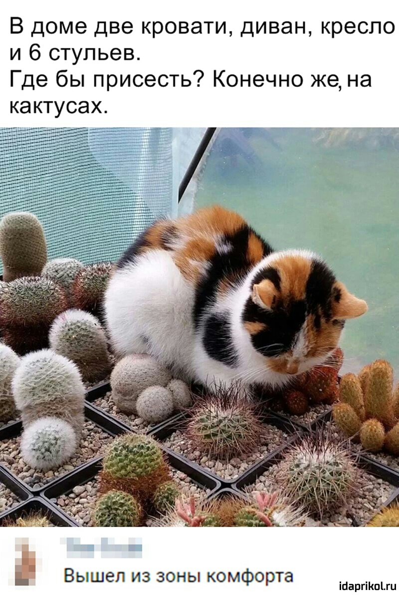 В доме две кровати диван кресло и 6 стульев Где бы присесть Конечно же на кактусах Вышел из зоны комфорта іпаргіКпіш
