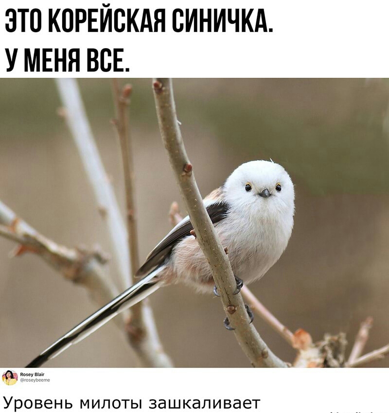 ЭТО КПРЕЙВКАЯ ВИНИЧКА У МЕНЯ ВСЕ _ Уровень милоты зашкаливает