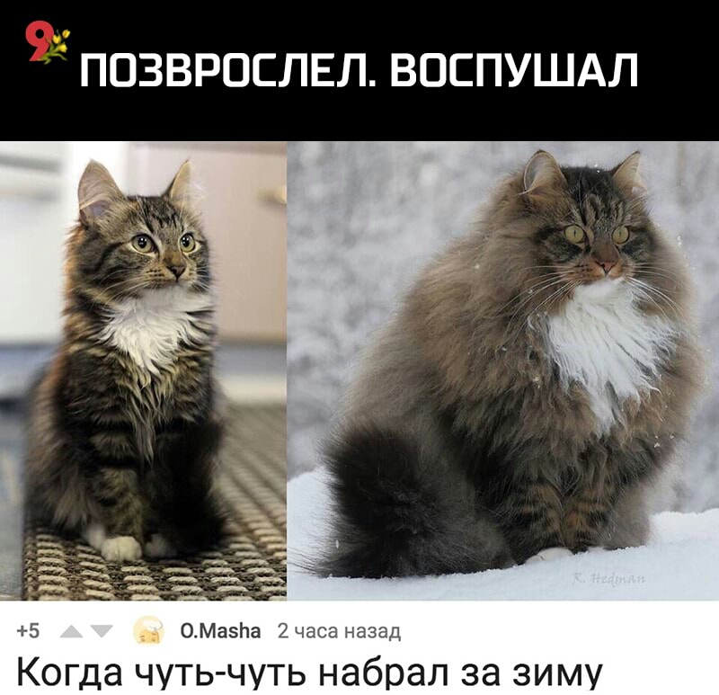 ПОЗВРОСЛЕЛ ВОСПУШАЛ 5 _ ОМазЬа _ч Когда чуть чуть набрал за зиму