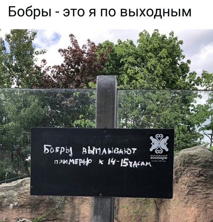 Бобры ЭТО Я ПО ВЫХОДНЫМ і Богръз випмшдют да зърь 3 няни к ААМ