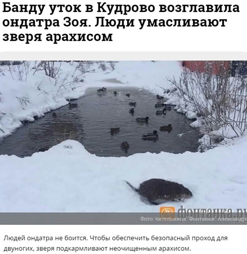 Банду уток в Кудрово возглавила ондатра Зоя Люди умаспивают зверя арахисом Фото чи нина Фонтанм Александр Людей ондатра не боится Чтобы обеспечить безопасный проход для ДБУНОГИХ зверя ПОДКЗРМЛИБЕЮТ неочищенным арахисом