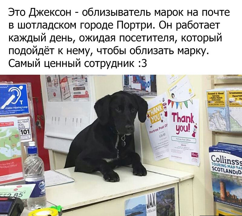 Это Джексон облизыватель марок на почте в шотладском городе Портри Он работает каждый день ожидая посетителя который подойдёт к нему чтобы облизать марку Самый ценный сотрудник 3 Г