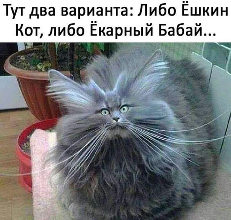 Тут два варианта Либо Ёшкин Кот либо Ёкарный Бабай т
