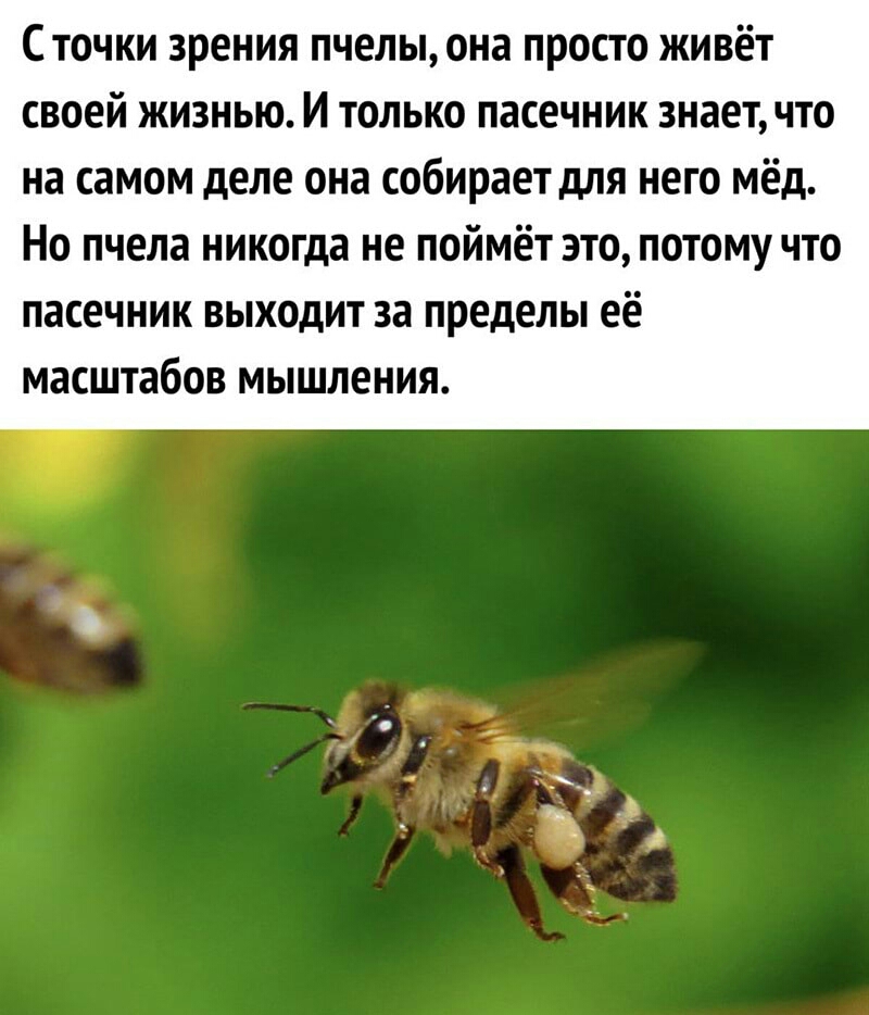 С точки зрения пчелы она просто живёт своей жизнью И только пасечник знаетчто на самом деле она собирает для него мёд Но пчела никогда не поймёт это потому что пасечник выходит за пределы её масштабов мышления