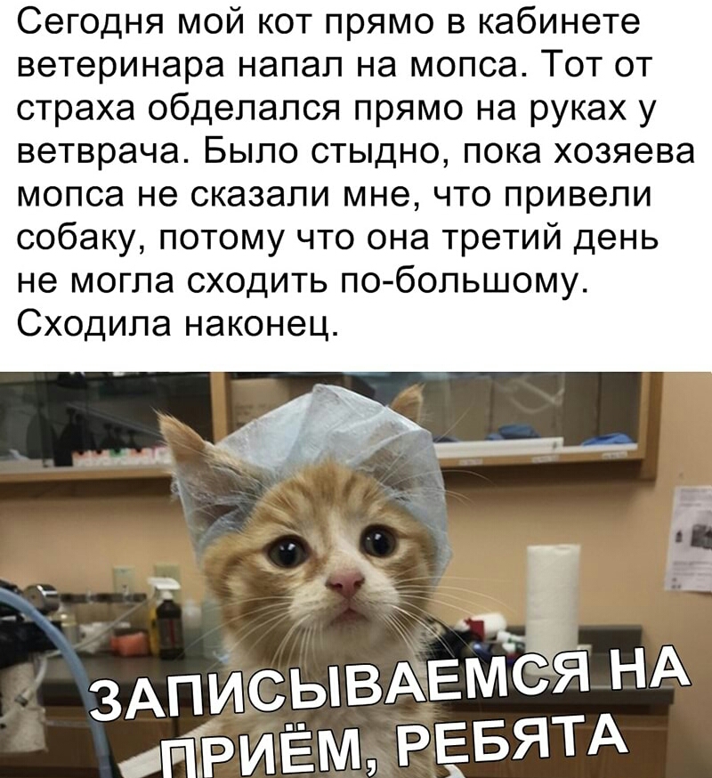 Сегодня мой кот прямо в кабинете ветеринара напал на мопса Тот от страха обделапся прямо на руках у ветврача Было стыдно пока хозяева мопса не сказали мне что привели собаку потому что она третий день не могла сходить побопьшому Сходипа наконец