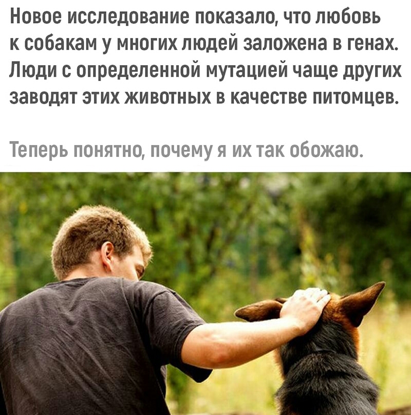 Новое исследование показало что любовь к собакам у многих людей заложена в генах Люди с определенной мутацией чаще других заводят этих животных в качестве питомцев Теперь понятно почему п их так обожаю