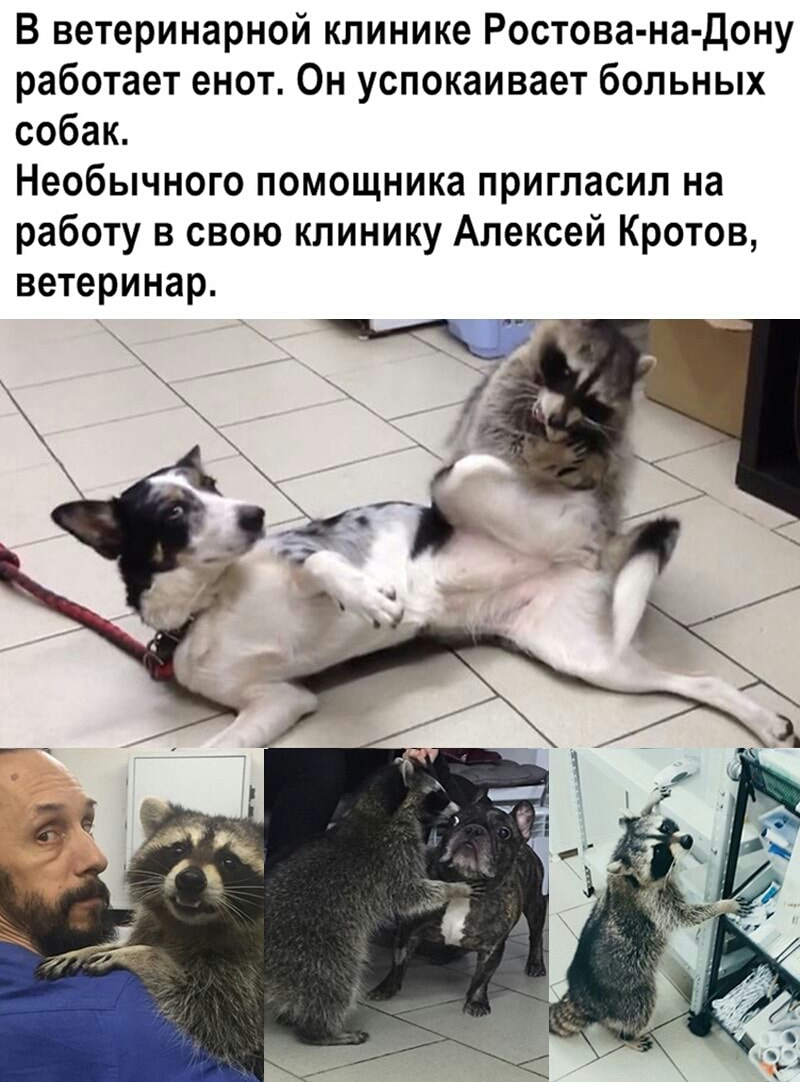 В ветеринарной клинике Ростова на Дону работает енот Он успокаивает больных собак Необычного помощника пригласил на работу в свою клинику Алексей Кротов ветеринар _