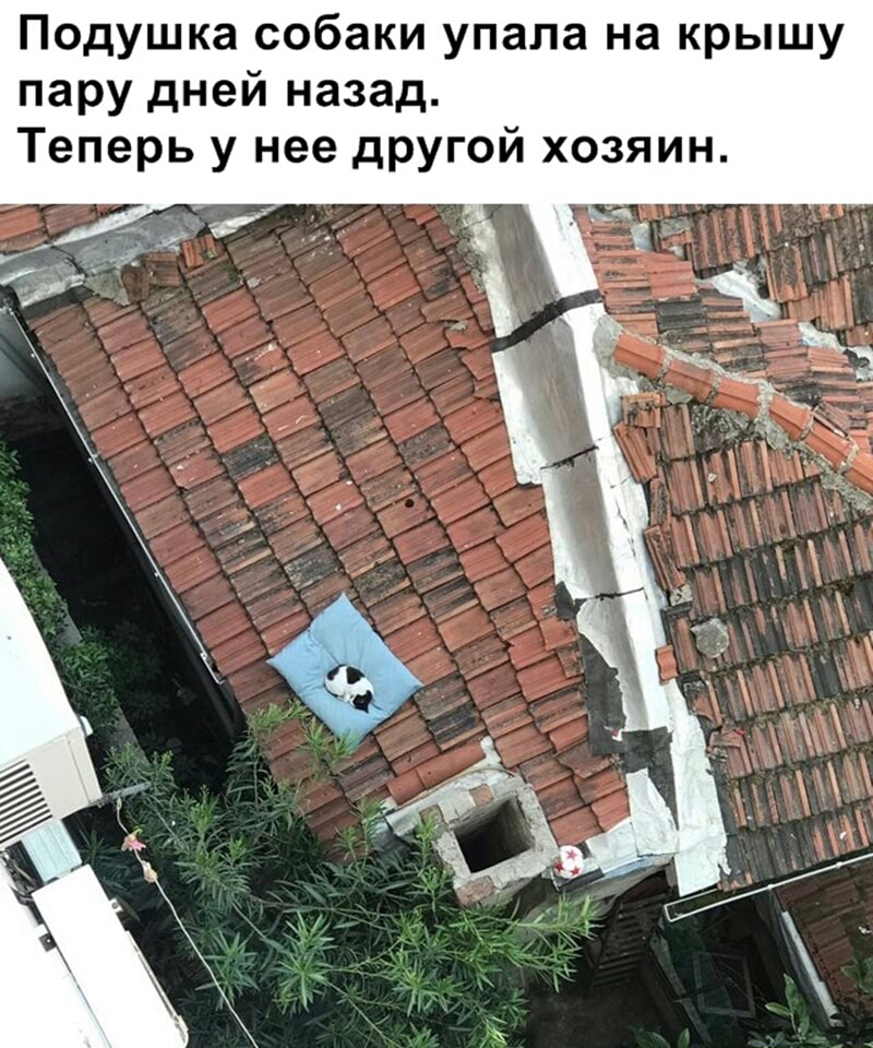 Подушка собаки упала на крышу пару дней назад Теперь у нее другой хозяин