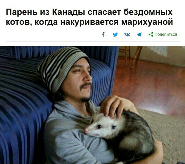 Парень из Канады спасает бездомных котов когда накуривается марихуаной к пд