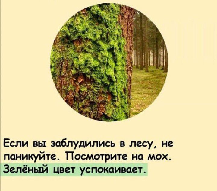 Если вы заблудились лесу не паникуйте Посмотрите на мох Зцёный цвет устишет