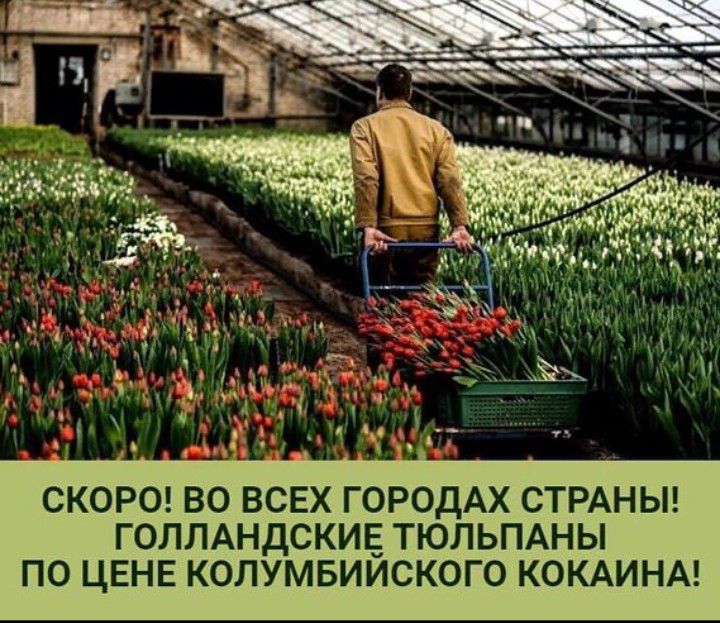 СКОРО ВО ВСЕХ ГОРОДАХ СТРАНЫ ГОЛЛАНДСКИЪ ТЮЛЬПАНЫ ПО ЦЕНЕ КОЛУМБИИСКОГО КОКАИНА