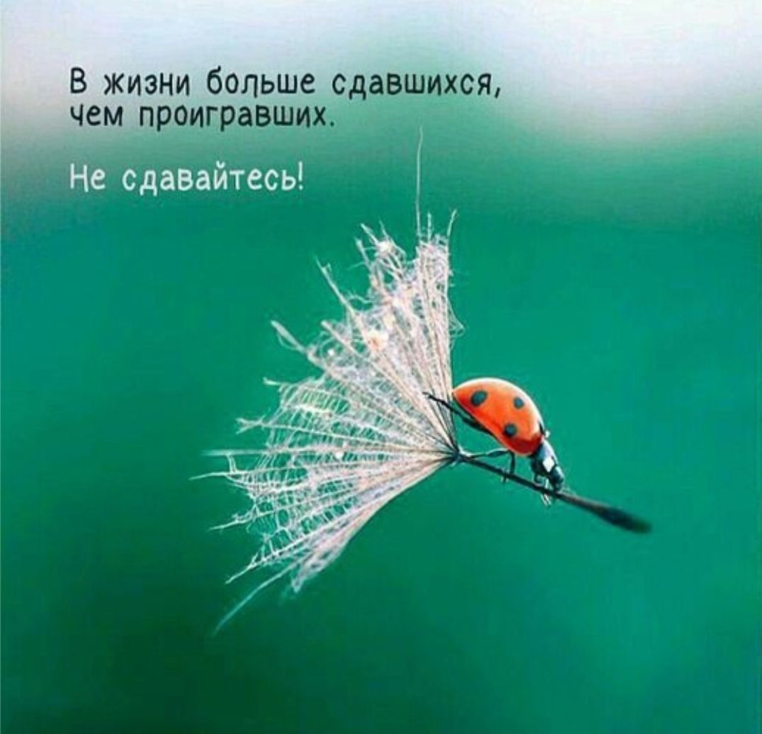 В жизни больше сдавшихся, чем проигравших. Не сдавайтесь!