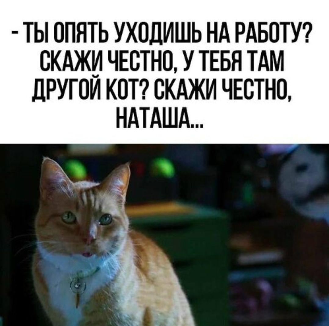 - ТЫ ОПЯТЬ УХОДИШЬ НА РАБОТУ? СКАЖИ ЧЕСТНО, У ТЕБЯ ТАМ ДРУГОЙ КОТ? СКАЖИ ЧЕСТНО, НАТАША...