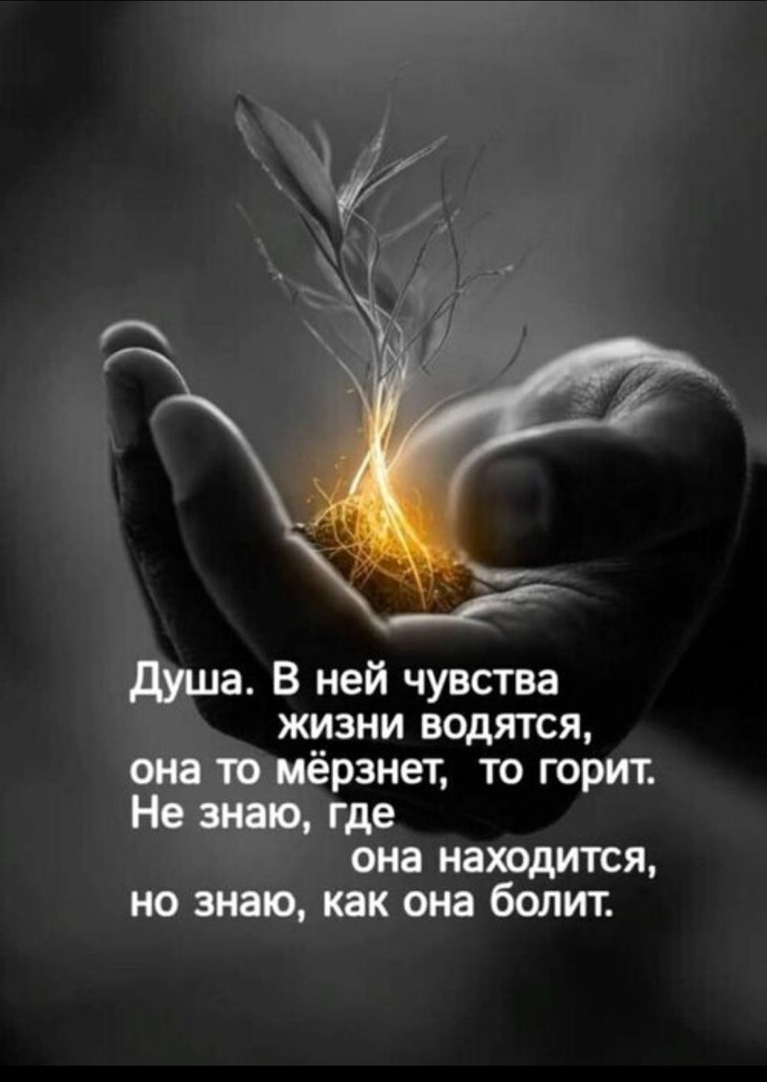 Душа. В ней чувства жизни водятся, она то мёрзнет, то горит. Не знаю, где она находится, но знаю, как она болит.