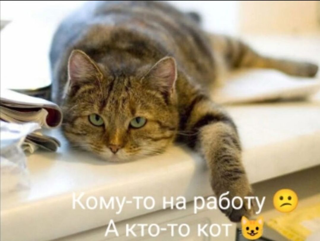 Кому-то на работу 😕 А кто-то кот 😺