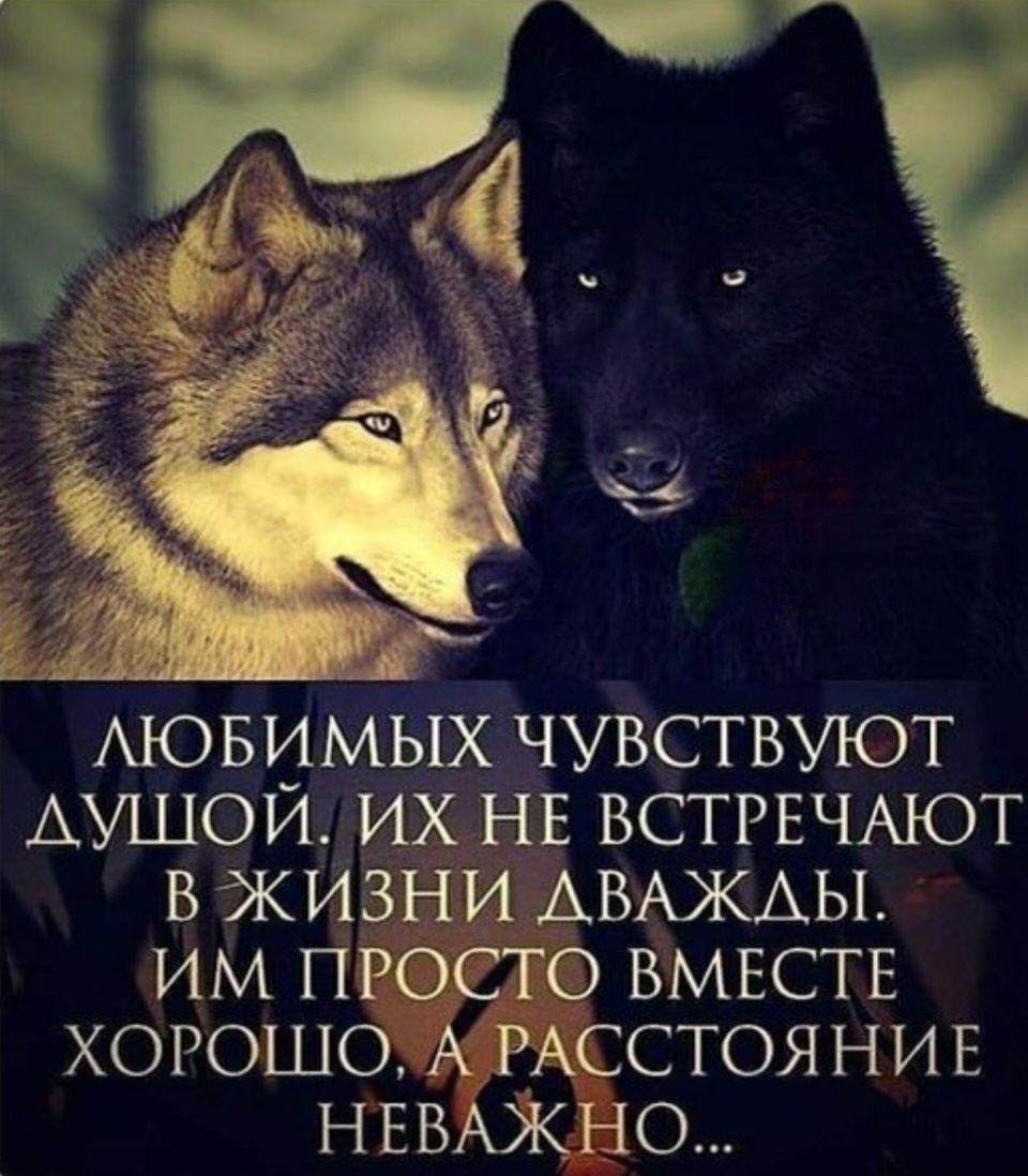 ЛЮБИМЫХ ЧУВСТВУЮТ ДУШОЙ. ИХ НЕ ВСТРЕЧАЮТ В ЖИЗНИ ДВАЖДЫ. ИМ ПРОСТО ВМЕСТЕ ХОРОШО, А РАССТОЯНИЕ НЕВАЖНО...