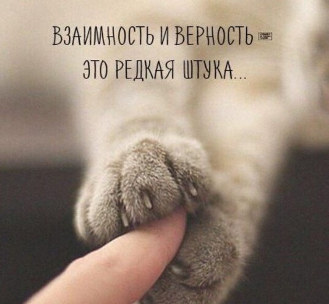 ВЗАИМНОСТЬ И ВЕРНОСТЬ ЭТО РЕДКАЯ ШТУКА...
