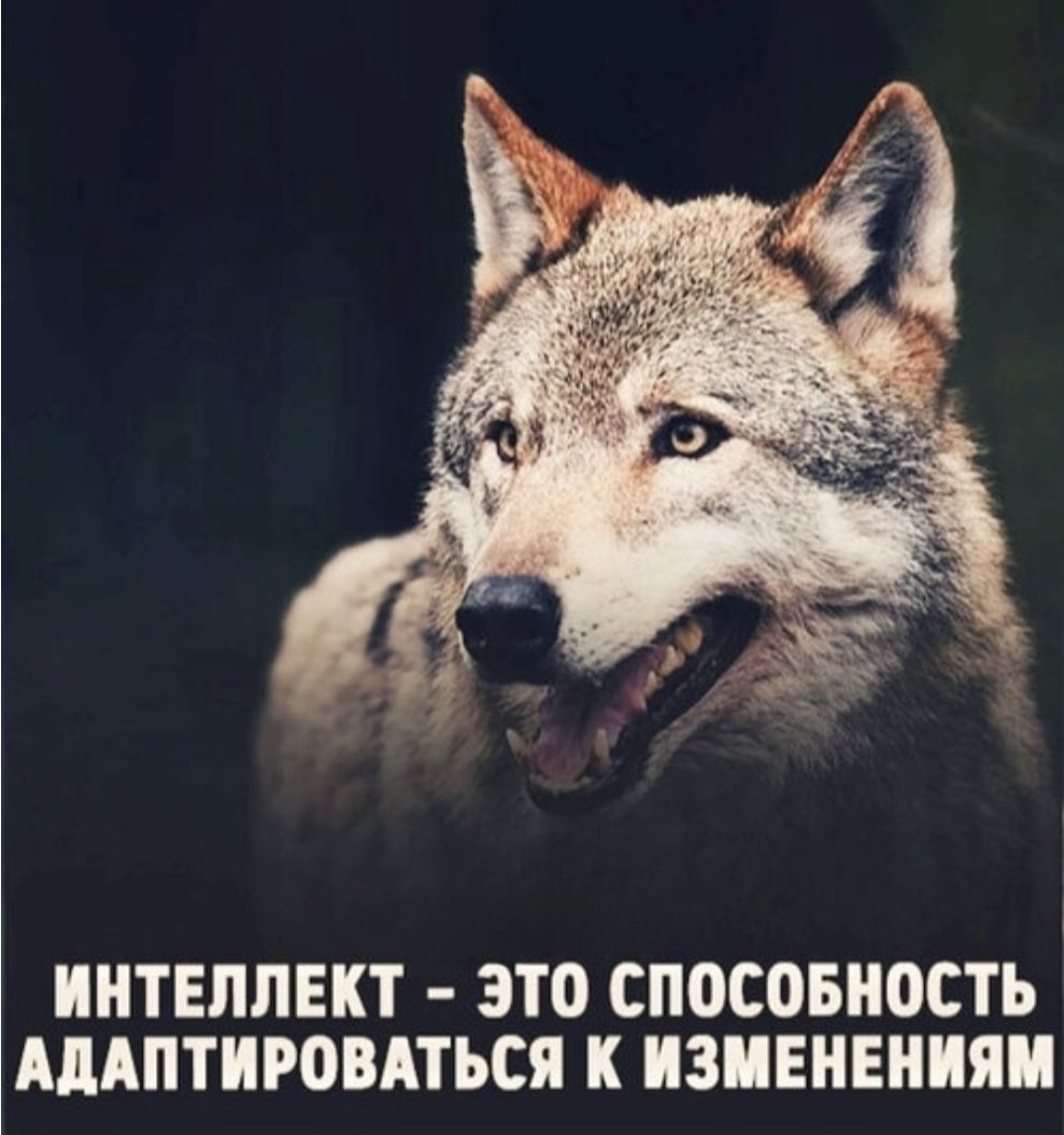 ИНТЕЛЛЕКТ - ЭТО СПОСОБНОСТЬ АДАПТИРОВАТЬСЯ К ИЗМЕНЕНИЯМ