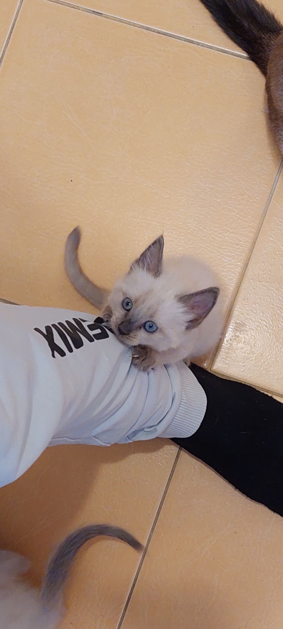 маленький котёнок у ноги человека на tiled пол