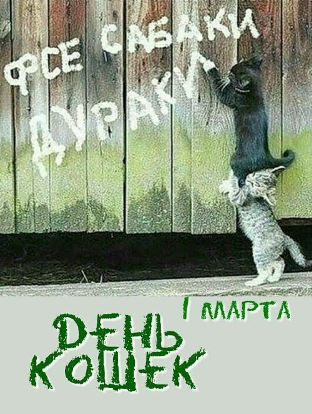 ФТЕ СИБАКИ ДНРРАЙ
ДЕНЬ КОШЕК 1 МАРТА