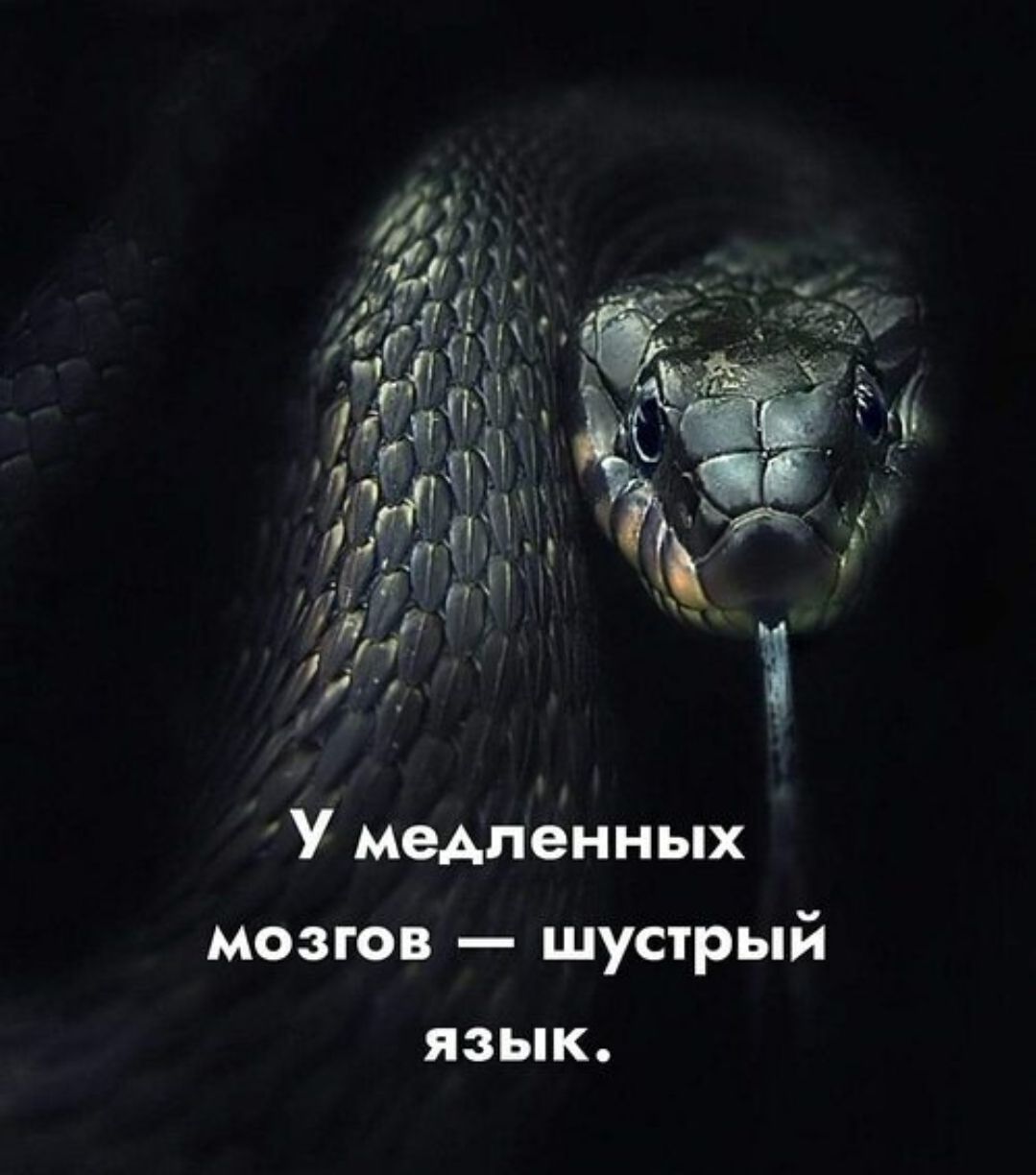 У медленных мозгов — шустрый язык.