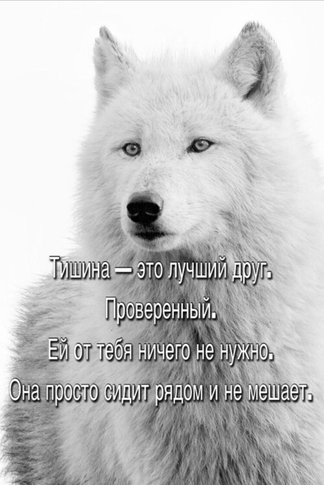 Тишина — это лучший друг. Проверенный. Ей от тебя ничего не нужно. Она просто сидит рядом и не мешает.