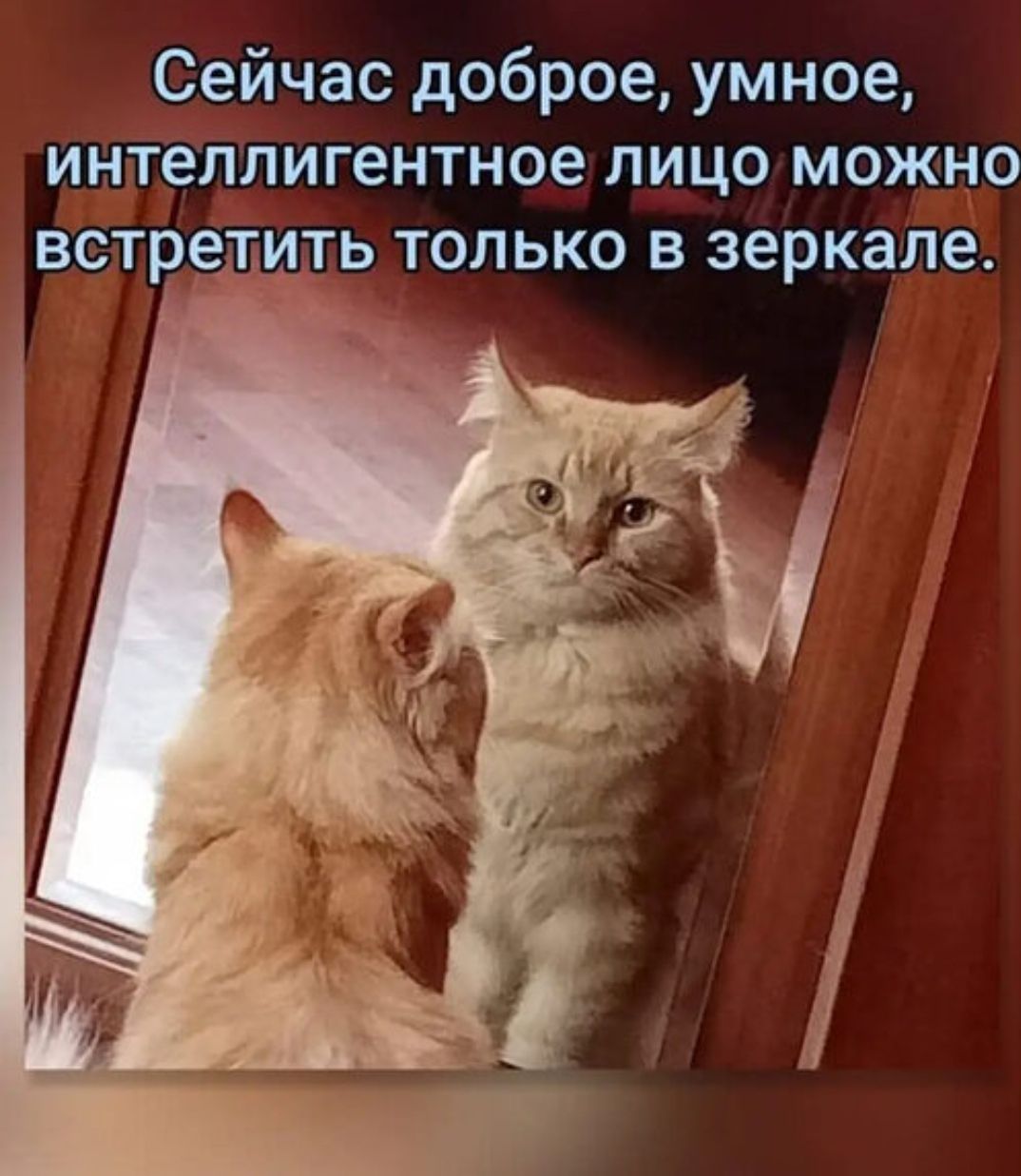 Сейчас доброе, умное, интеллигентное лицо можно встретить только в зеркале.