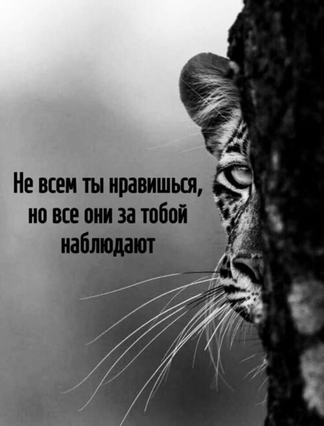 Не всем ты нравишься, но все они за тобой наблюдают