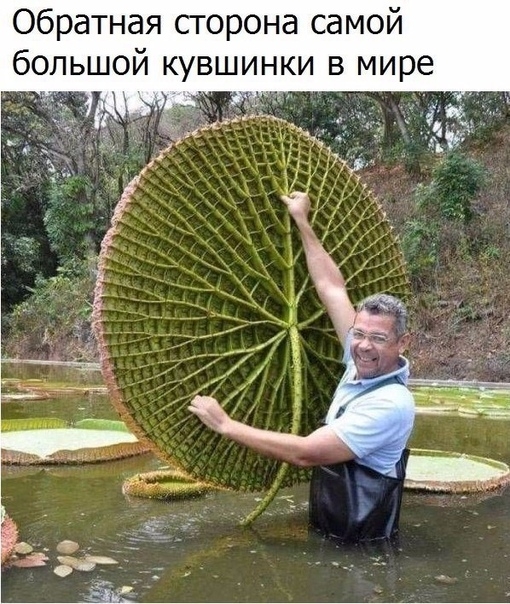 Обратная сгорона самой большой кувшинки в мире