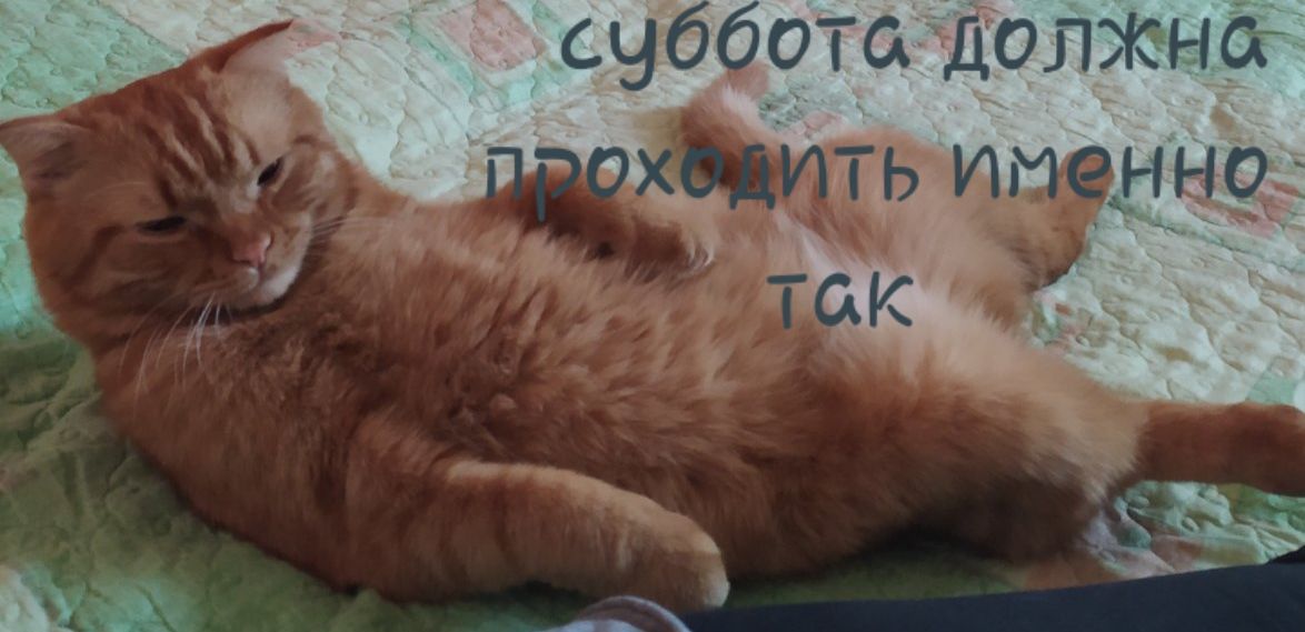 суббота должна и нью