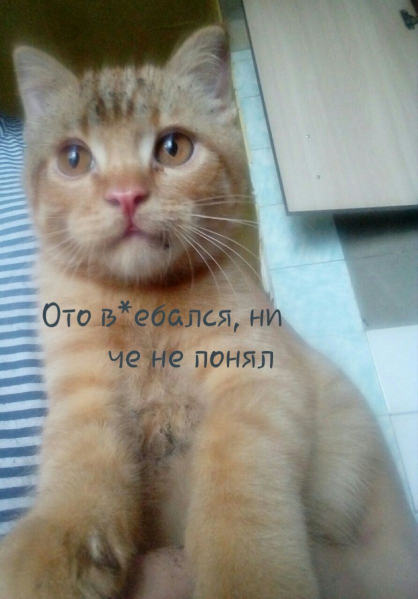 ш ОТО гэЁё ется ни ЧО Не понял _ч