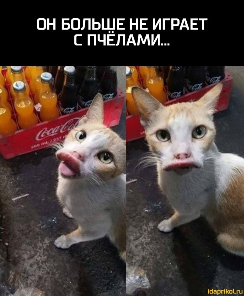 ОН БОЛЬШЕ НЕ ИГРАЕТ С ПЧЕЛАМИ ЁЁ ісіаргіКпіш