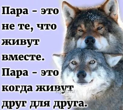 Пара это не те что живут вместе Пара это когда живут друг для друга