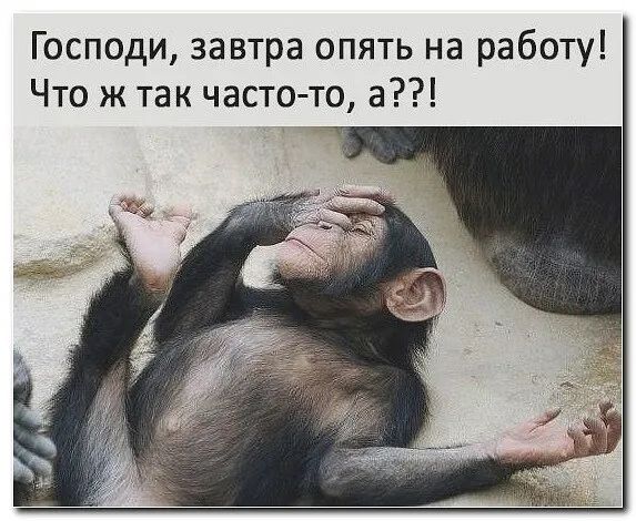 Господи завтра опять на работу Что ж так часто то а