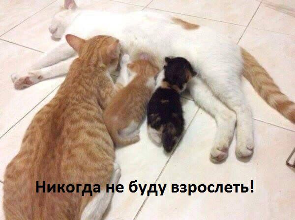 буд взрослеть