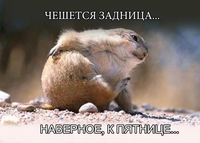 ЧЕШЕТСЯ ЗАДНИЦА ЁРЖФЁ пк пітнсища