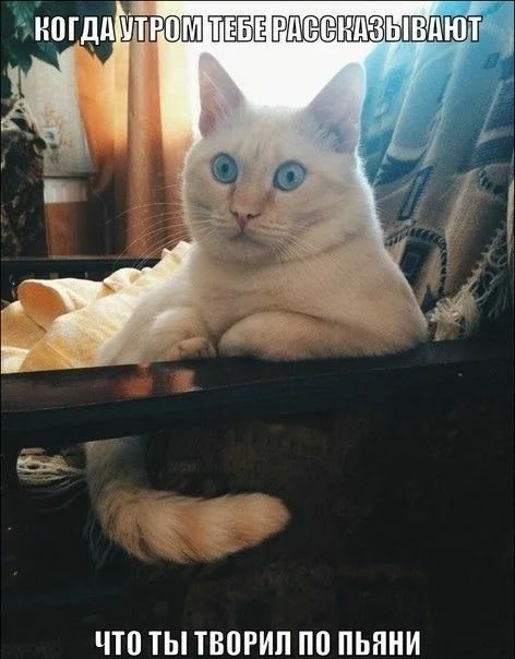 ЧП ТЫ ТВПРИП ПП ПЬННИ
