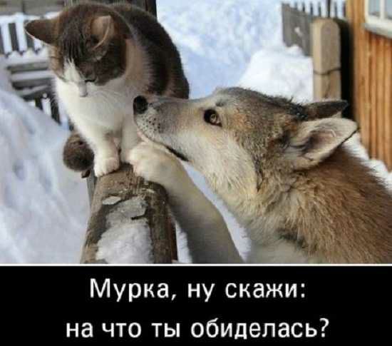 Мурка ну скажи на что ты обиделась