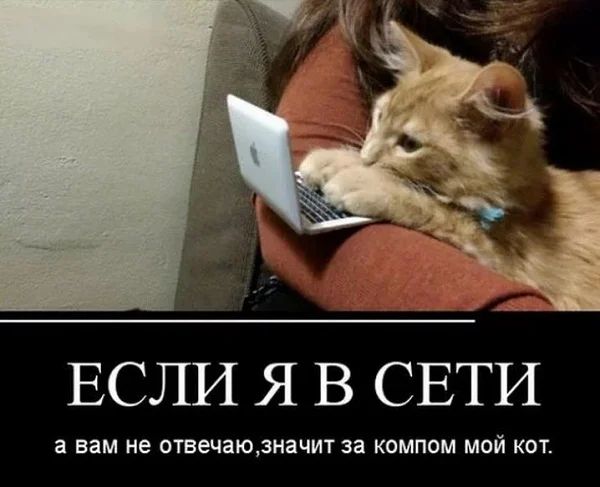 ЕСЛИ Я В СЕТИ а вам не отвечаюзначит за КОМПОМ МОЙ КОТ