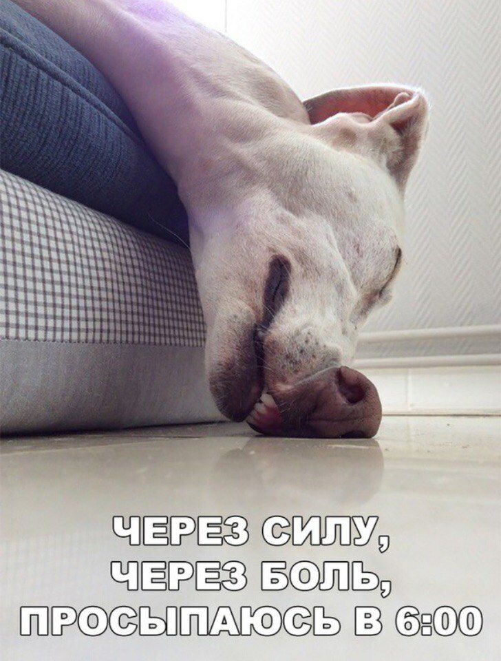 ЁРЁЁЗ щ Ч Ш а ёё эцпзд ЕШРФСЫПАЮСЬ В 806