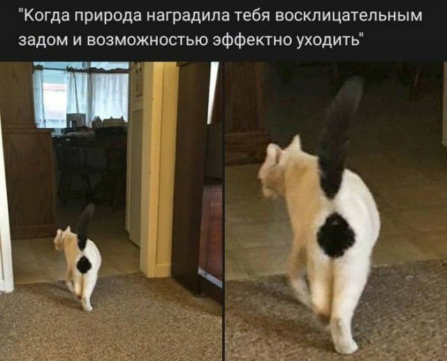 Когда природа наградила тебя восклицательным задом и возможностью эффектно уходить _