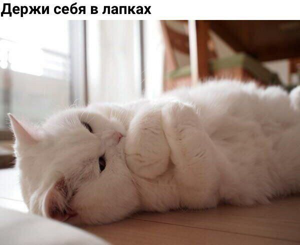 держи себя в папках