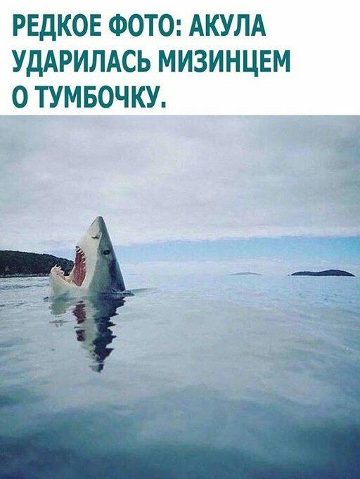 РЕДКОЕ ФОТО АКУЛА УдАРИЛАСЬ МИЗИНЦЕМ О ТУМБОЧКУ