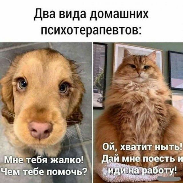 два вида домашних психотерапевтов Ой хватит ныть й мне поесть и а не тебя жалко чем те ебе помочь ёэъд