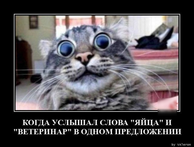 КОГДА УСЛЬПШАЛ СЛОВА ЯЙЦА И ВЕТЕРИНАР В ОДНОМ ПРЕДЛОЖЕНИИ ьу ш
