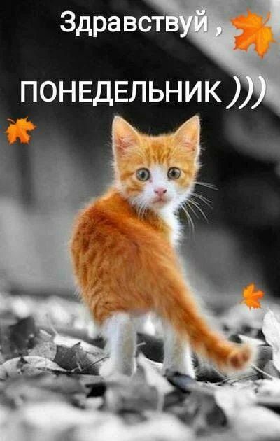 Здра вст ПОНЕДЕЛЬНИК